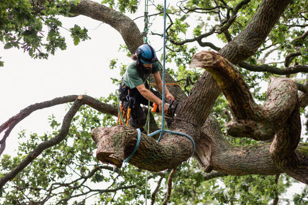 How Our Tree Care Process Works  in  Van, TX