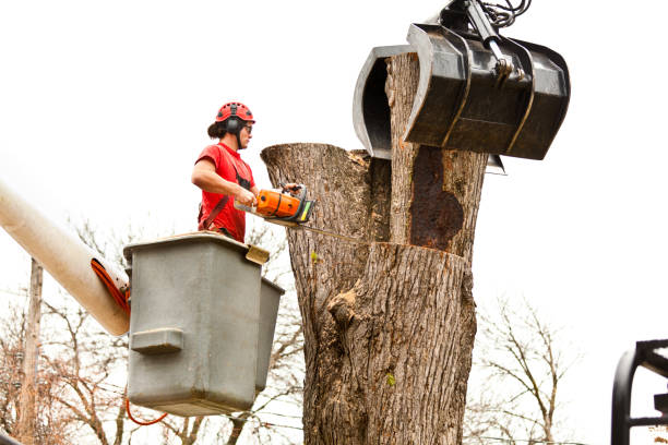 Trusted Van, TX Tree Removal Services Experts